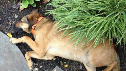What My Dog Taught Me About Garden Design