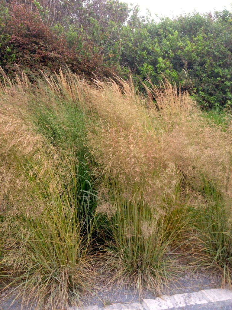Grasses at Pointe du Hoc 2