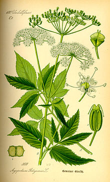 Bishop's Weed Illustration