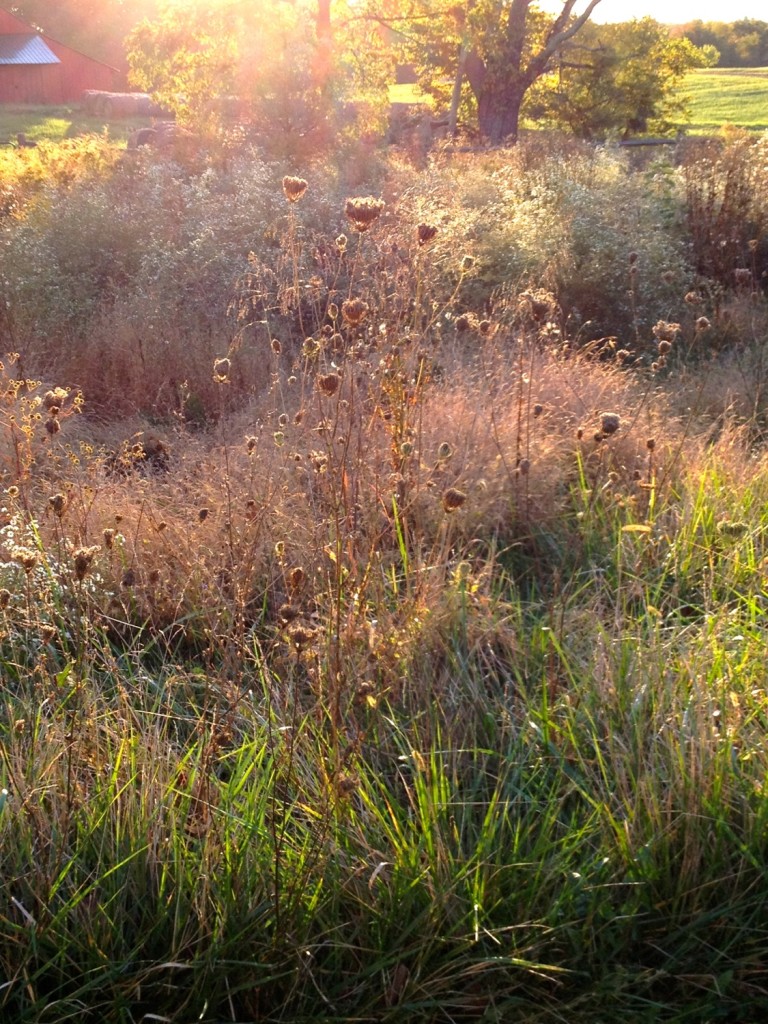 Meadow Oct 2015