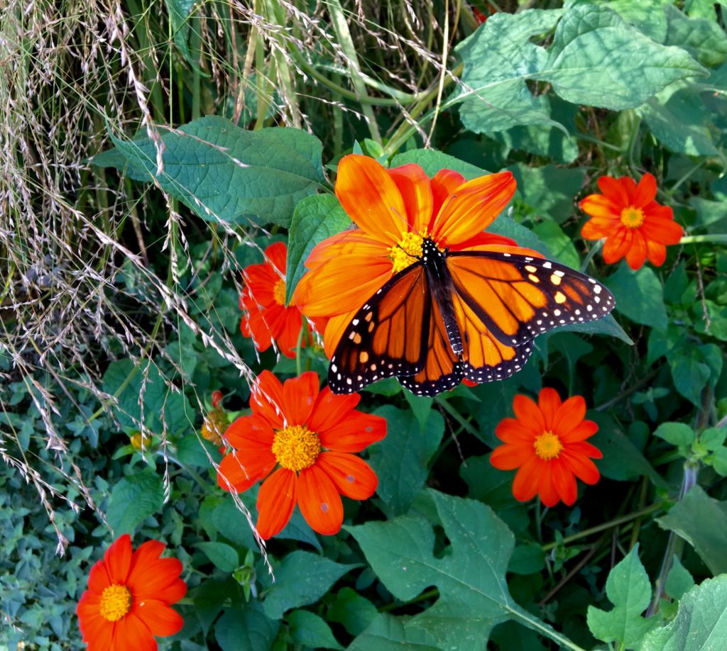 Monarch on Mexican Sunflower 2