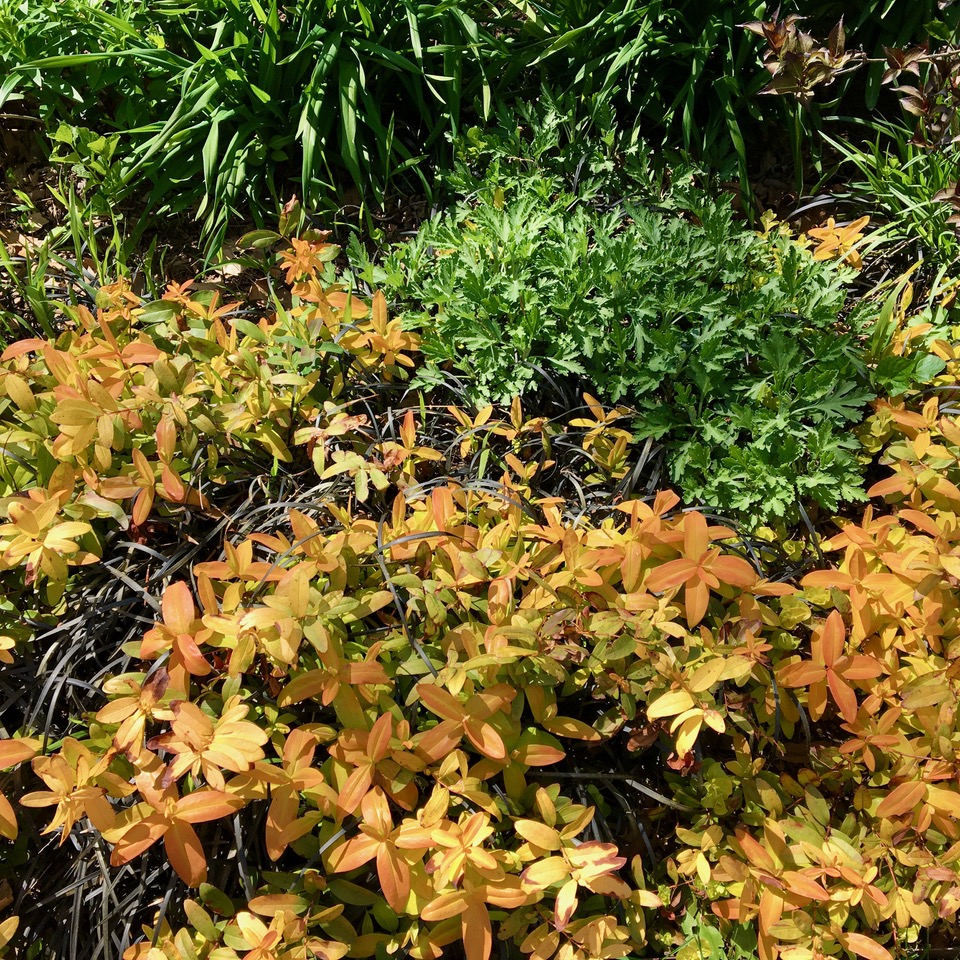 Hypericum, Ophiopogon and Chrysanthemum